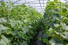 Ogórki w szklarni Tunelu