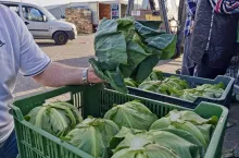 Polska młoda kapusta Bronisze
