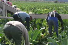 Pracownicy sezonowi w rolnictwie