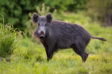 W 2023 roku afrykański pomór świń dotknął 14 państw Unii Europejskiej i odnotowano pięciokrotny wzrost liczby ognisk u świń w porównaniu z rokiem poprzednim.