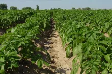 Po zabezpieczeniu plantacji zabiegiem zapobiegawczym, największy ciężar ograniczania zarazy ziemniaka przypada w fazie intensywnych przyrostów części nadziemnej