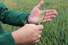 Na polach w pszenicach ozimych u wielu rolników widać wyraźnie przestrzał przymrozkowy i poważne straty w uprawach