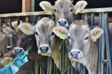 Wysokie kary za złe stosowanie antybiotyków w chowie zwierząt. Kiedy nowe prawo?