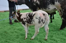 Cielę rasy bbb z wyrażną hipertrofią mięśni zadu