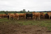 Objawami babeszjozy u bydła może być podwyższona temperatura ciała, osłabienie organizmu oraz żółtaczka