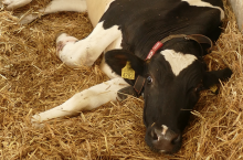 Najczęstszą przyczyną występowania zalegania poporodowego jest nieprawidłowe żywienie mineralne krów w okresie zasuszenia