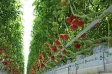 Uprawa pomidorów szklarniowych