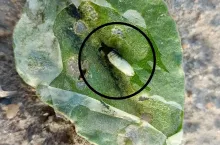 Charakterystyczne białe plamy na liściach buraka cukrowego mogą świadczyć o żerowaniu larw śmietki, fot. M. Oronowicz