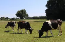 Susza uderza w hodowców była. ”Dowozimy baloty siana na pastwisko”