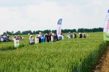 Jęczmień ozimy SU Midnight posiada bogaty pakiet odporności na choroby, fot. KW