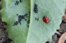 Wprowadzono do obiegu dwa, nowe znaczki pocztowe z emisji „Owady pożyteczne”. Na jednich jest biedronka Fot. M. Oronowicz