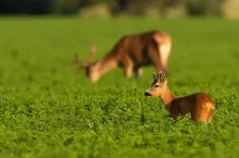 Rolnicy muszą pamiętać o terminach w przypadku zgłaszania szkód wyrządzonych przez zwierzynę.