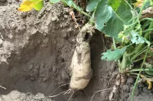 W ramach projektu ”Innowacyjna rzodkiew” badane były trzy genotypy/odmiany rzodkwi oleistej: Romesa, Rolsema i ROL400. Ten ostatni został zarejestrowany jako odmiana Rolterra