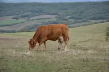 mamka limousine Francja