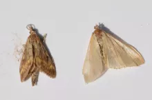 Osobniki dorosłe omacnicy prosowianki. Z lewej samiec, a obok zdecydowanie większa i o jaśniejszym ubarwieniu samica. Przy monitoringu szkodnika ważna jest identyfikacja płci i liczenie samic, bo to od nich zależy szkodliwość w kukurydzy