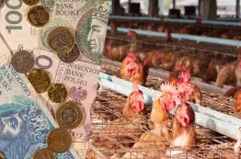 Ceny drobiu znacznie spadną, ale będą drożeć jaja. Raport z rynków