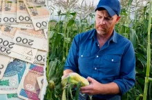 Dopłaty bezpośrednie: rolnik sam obliczy wysokość płatności KALKULATOR