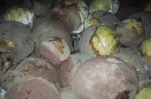 Szara pleśń kapusta