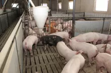 Jakie są ceny świń w Polsce?