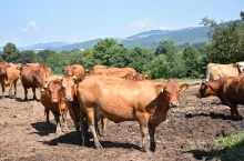 Jakie będą ceny bydła na koniec 2024 roku? PROGNOZA