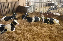 Cielęta, którym przez 4 dni po biegunce podawano mieszankę preparatu mlekozastępczego i substytutu siary, rosły średnio o prawie 100 gramów dziennie szybciej.