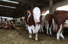 Mocne racice w połączeniu z utrzymaniem na głębokiej ściółce i dwukrotnie w ciągu roku wykonywanej korekcji racic ograniczają brakowanie z powodu chorób układu ruchu.