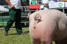 Przykład z praktyki Friedricha-Wilhelma Temme z Niemiec pokazuje, że hodowla świń z długimi ogonami jest możliwa, trzeba się jednak do tego odpowiednio przygotować.