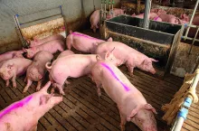 W tuczu brak kurtyzacji ogonów powoduje wyższe koszty do 15 € na zwierzę.