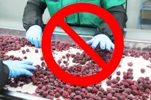Przetwórnie skupują towar od rolników bez podania ceny