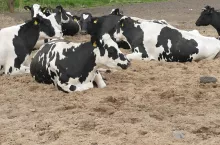 Szacuje się, że u bydła mlecznego śmierć zarodkowa dotyczy nawet 40% krów, a w stadach problemowych nawet powyżej 60%