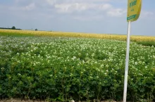 Łubin biały wrócił do łask i czeka go jeszcze duża kariera. Ten gatunek, a zwłaszcza najnowsza odmiana SM Belter, dać może plon białka na poziomie ponad 1300 kg/ha