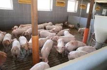 Stres cieplny jest bardziej dotkliwy dla świń przy wysokiej wilgotności powietrza w chlewni. Możemy badać poziom stresu cieplnego sondą THI.