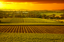 Australia uprawa, plony
