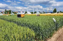 Krajowe Dni Pola w Boguchwale