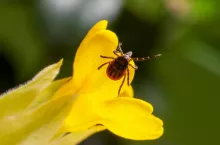 Tak wyglądają w porównaniu nasz kleszcz pospolity (Ixodes ricinus) – ten po lewej – i dużo większy od niego Hyalomma