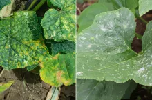 IOR ostrzega rolników: mączniak już uderza w warzywach. Jakie uprawy zagrożone?