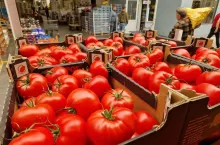 Pomidory szklarniowe Bronisze