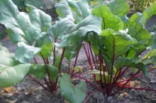 Burak ćwikłowy jest bardzo wrażliwy na zachwaszczenie, szczególnie w początkowym okresie, do sześciu tygodni uprawy