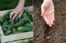 Czas na zbiór ogórków - kalendarz biodynamiczny na lipiec