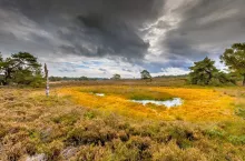 Mimo sprzeciwu Polski, kontrowersyjne rozporządzenie o odbudowie zasobów przyrodniczych (Nature Restoration Law), zostało przyjęte przez Unię Europejską i stanie się obowiązującym prawem. To jeden z kluczowych filarów Europejskiego Zielonego Ładu. Jakie zmiany dla rolników? 