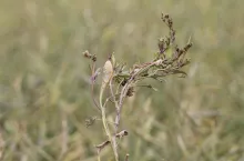 Objaw fitoplazmozy na rzepaku