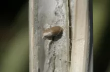 Młode sprawy zgnilizny twardzikowej w łodydze rzepaku