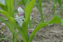 Co jest kwalifikującym się obszarem do przyznania dopłat bezpośrednich oraz do kiedy trzeba wykonać dobrowolne ugorowanie w ramach eko-schematu. Kolejna porcja zmian w prawie została przygotowana przez ministerstwo rolnictwa.