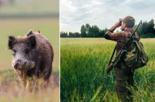 Rolnicy rykoszetem ucierpią przez reformę prawa łowieckiego