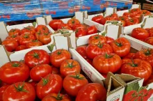 Pomidory w kartonach