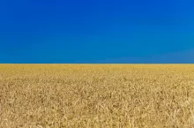 Closeup of harvest of ripe golden wheat rye ears under a clear blue sky in background. Symbol of Ukraine - Ukrainian national blue yellow flag