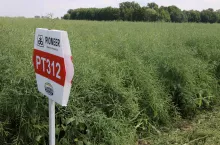 odmiana PT312 Corteva