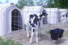 Jeżeli cielęta poza mlekiem, od pierwszego dnia życia mogą pić wodę z otwartych powierzchni sprzyja to rozwojowi ich żwacza i jelit, a tym samym poprawi dostępność składników odżywczych