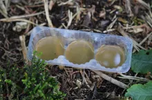 Pułapka z piwem. Napełniona wieczorem, do rana wypełnia się amatorami trunku.

 