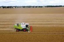 Ruszyły małe żniwa 2024. Jak sypie jęczmień?